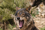 Iberischer Wolf