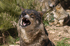 Iberischer Wolf