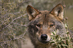 Iberischer Wolf