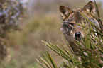 Iberischer Wolf