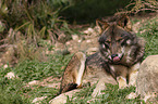 Iberischer Wolf