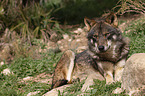 Iberischer Wolf