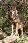 Iberischer Wolf