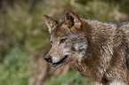 Iberischer Wolf