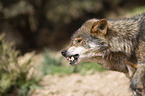 Iberischer Wolf