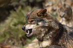 Iberischer Wolf