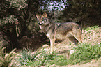 Iberischer Wolf