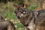 Iberischer Wolf