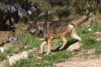 Iberische Wölfe