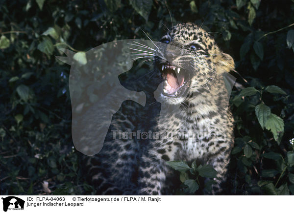 junger Indischer Leopard / FLPA-04063