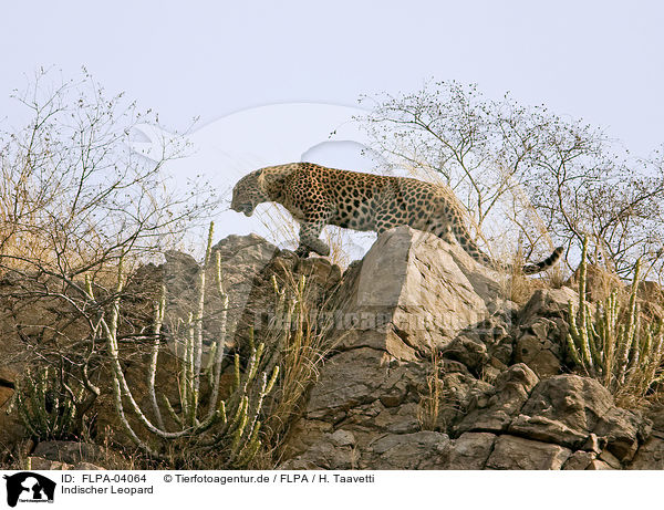 Indischer Leopard / FLPA-04064