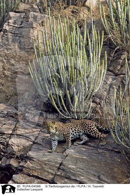 Indischer Leopard / FLPA-04066