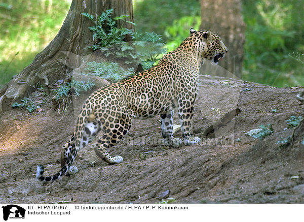 Indischer Leopard / FLPA-04067