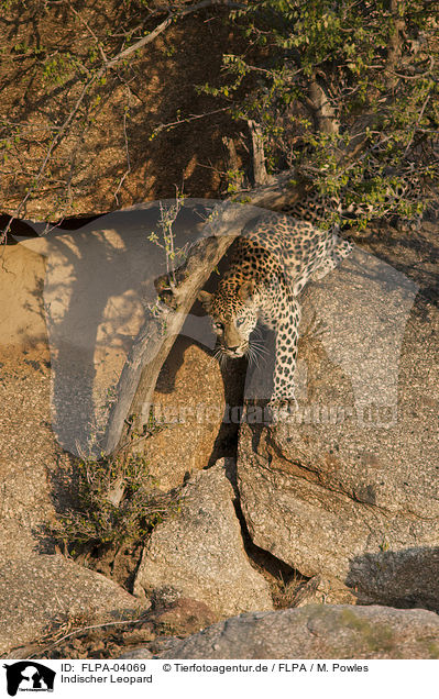 Indischer Leopard / FLPA-04069