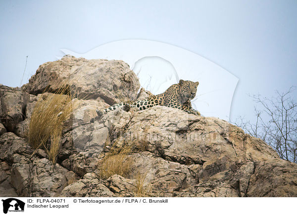 Indischer Leopard / FLPA-04071