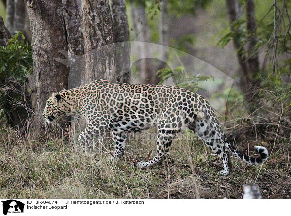 Indischer Leopard / JR-04074