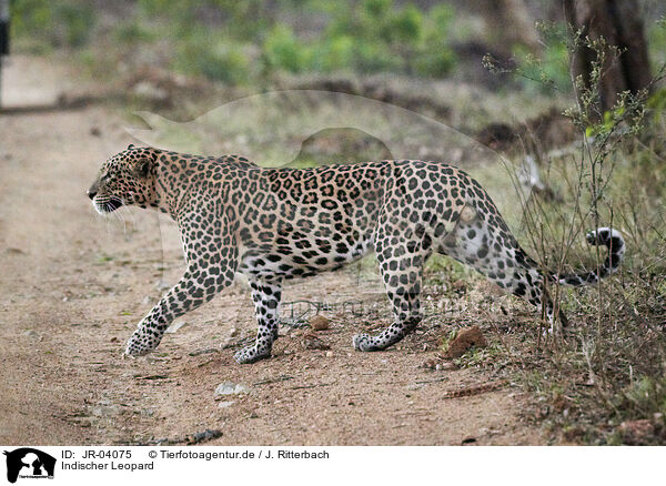 Indischer Leopard / JR-04075