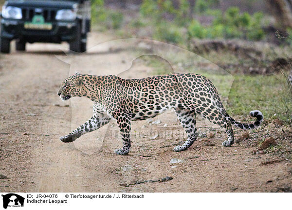 Indischer Leopard / JR-04076