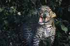 junger Indischer Leopard