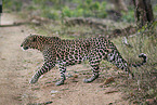 Indischer Leopard