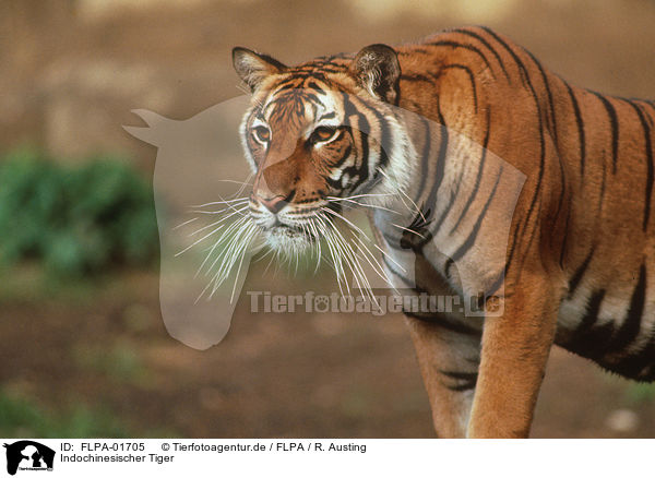 Indochinesischer Tiger / Indochinese tiger / FLPA-01705