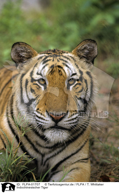 Indochinesischer Tiger / FLPA-01707