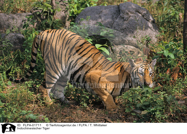 Indochinesischer Tiger / Indochinese tiger / FLPA-01711