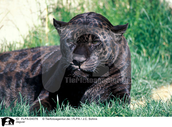 Jaguar / FLPA-04076