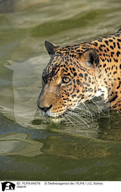 Jaguar / FLPA-04079