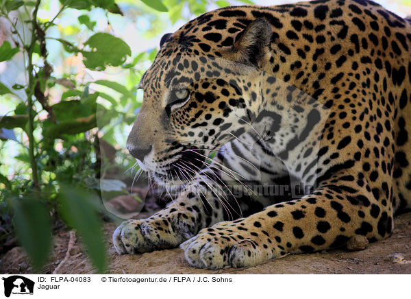 Jaguar / FLPA-04083