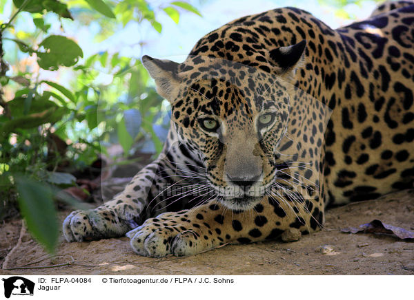 Jaguar / FLPA-04084