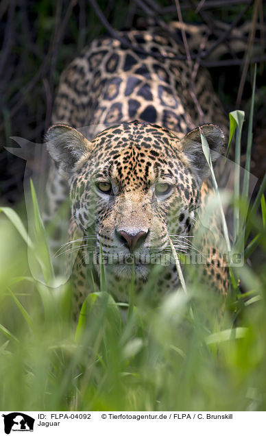Jaguar / FLPA-04092