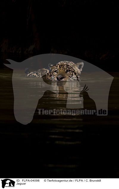 Jaguar / FLPA-04098