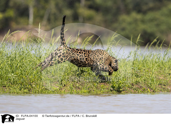 Jaguar / FLPA-04100