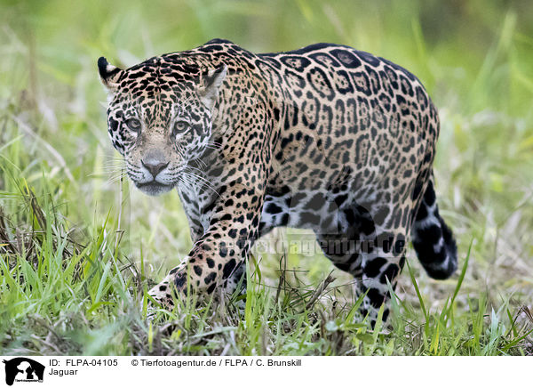 Jaguar / Jaguar / FLPA-04105