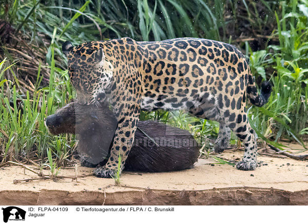 Jaguar / FLPA-04109