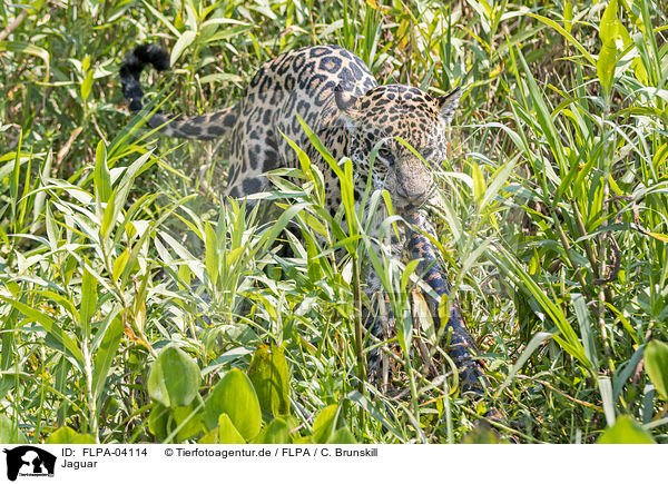 Jaguar / FLPA-04114