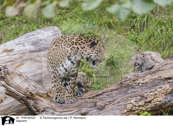 Jaguare / PW-09524
