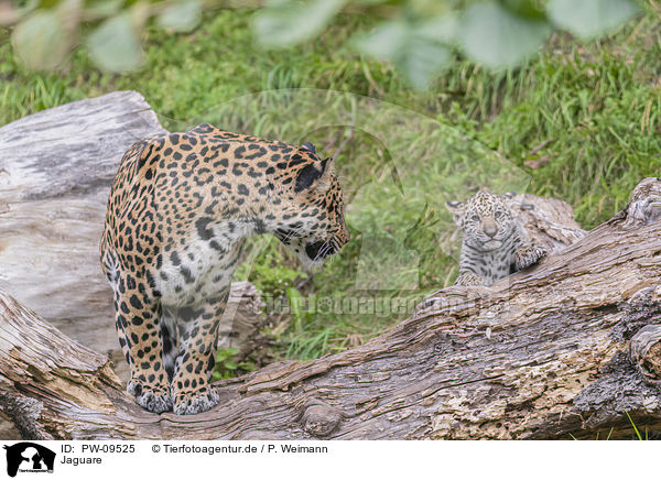 Jaguare / PW-09525