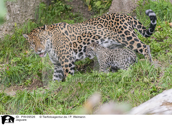 Jaguare / PW-09526