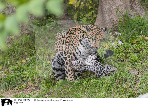 Jaguare / PW-09527