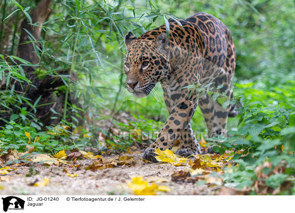Jaguar / JG-01240