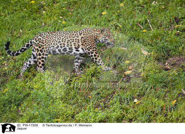 Jaguar / PW-11509