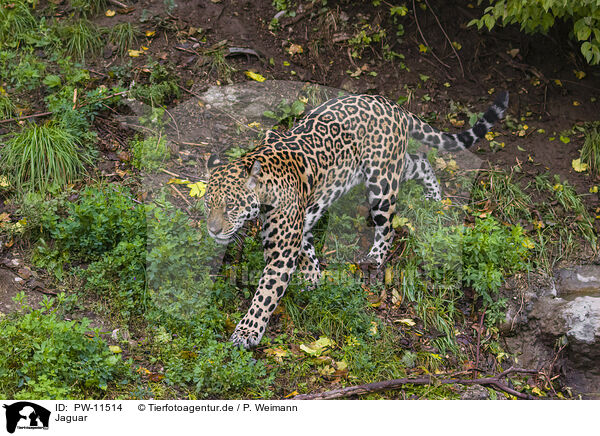 Jaguar / PW-11514