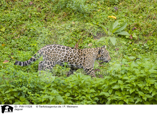 Jaguar / PW-11528