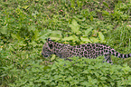 junger Jaguar