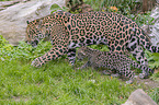 Jaguare