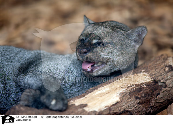 Jaguarundi / Jaguarundi / MAZ-05138