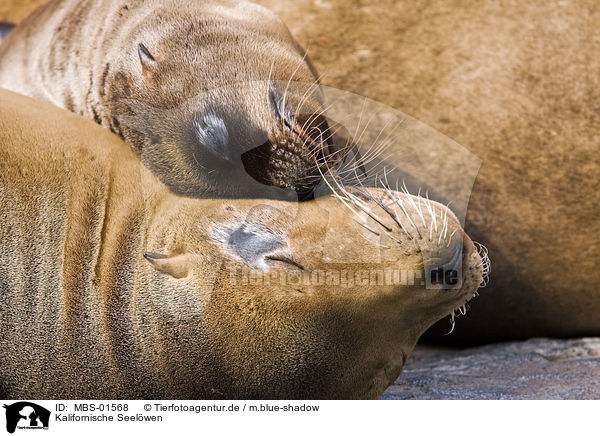 Kalifornische Seelwen / California sea lions / MBS-01568