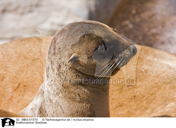 Kalifornischer Seelwe / California sea lion / MBS-01570